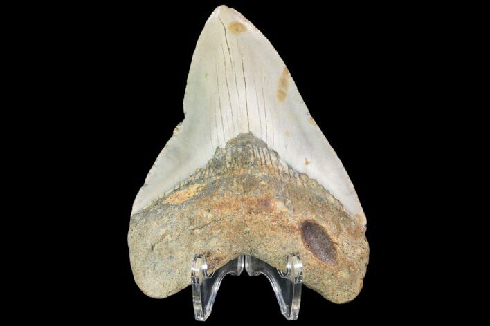 Fossil Megalodon Tooth - North Carolina #101439